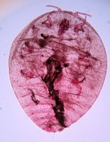 Hypogeococcus pungens BOLD System.jpg