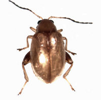 Longitarsus jacobaeae.jpg