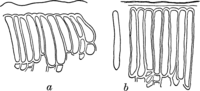 Melampsora Gelmii Bres. Abb0154 (Gäumann 1959, Rostpilze Mitteleuropas).png