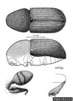 Conophthorus conicolens IPM5082025.jpg