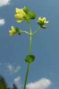 Inflorescence of Hypericum montanum L. (photo Andrea Moro 2006)