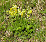 Habit of Primula veris L. subsp. veris (photo Andrea Moro 2009)