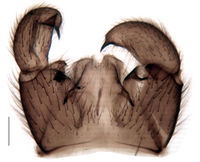 Leptosciarella multispinosa Hypopygium KH7561.jpg