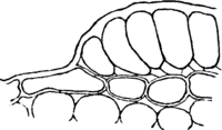 Melampsora allii-fragilis Kleb. Abb0137-4 (Gäumann 1959, Rostpilze Mitteleuropas).png