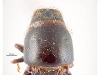 Scolytus ratzeburgi PaDIL135724g.jpg