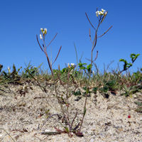 BEQ PD Arabidopsis thaliana.jpg