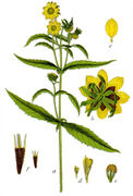 Bidens cernua Sturm18.jpg