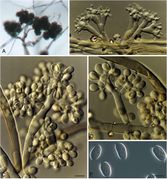 Botrytis cinerea StudMycol 2019.jpg