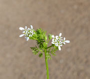 Inflorescence of Scandix pecten-veneris L. (photo Andrea Moro 2014)