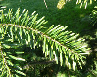 Abies numidica de Lannoy ex Carrière – Photo: Andrea Moro 2008, Dryades TSB56582.jpg