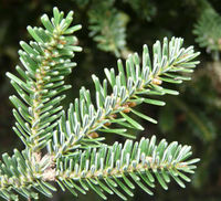 Abies nebrodensis (Lojac.) Mattei – Photo: Andrea Moro 2008, Dryades TSB58425.jpg