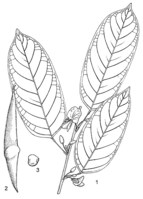 Linedrawing Baphia nitida.gif