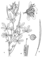 Linedrawing Cleome viscosa.gif