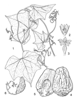 Linedrawing Sechium edule.gif