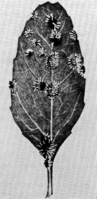 Aecidium Teodorescui Savul. Abb0589 (Gäumann 1959, Rostpilze Mitteleuropas).png