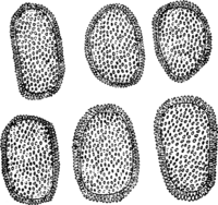 Coleosporium melampyri Tul. Abb0097 (Gäumann 1959, Rostpilze Mitteleuropas).png