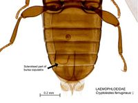 Cryptolestes ferrugineus PaDIL135832d.jpg