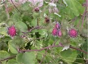 Arctium minus