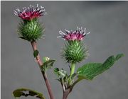 Inflorescence of Arctium minus (Hill) Bernh.