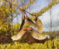 Acer palmatum Thunb. – Photo: Andrea Moro 2008, Dryades TSB60213.jpg