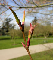 Acer palmatum Thunb. – Photo: Andrea Moro 2009, Dryades TSB62779.jpg