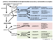 Abb1.25 CHEM fungi metabolism chemistry 2022 (M. Piepenbring).svg