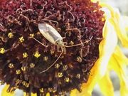 Adelphocoris suturalis Flickr.jpg