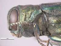 Agrilus planipennis PaDIL135645b.jpg