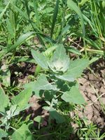 Chenopodium album 01.JPG