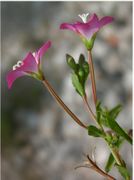 Epilobium hirsutum L.