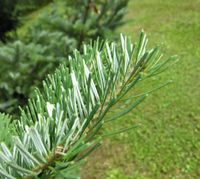 Abies amabilis Douglas ex J. Forbes – Photo: Andrea Moro 2007, Dryades TSB46598.jpg