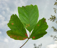 Acer griseum (Franch.) Pax – Photo: Andrea Moro 2008, Dryades TSB60462.jpg