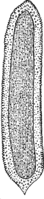 Gymnosporangium clavariaeforme (Jacq.) DC. Abb0999c (Gäumann 1959, Rostpilze Mitteleuropas).png