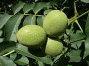 Juglans regia 2009 G2.jpg