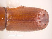 Xyleborus ferrugineus PaDIL135995d.jpg