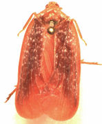 Achilus flammeus.jpg