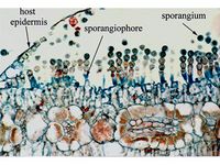 Albugo candida PaDIL142959c.jpg