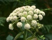 Angelica sylvestris 2.jpg