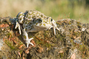 Bufotes balearicus female 2.jpg