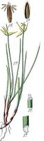 Carex pauciflora.jpg