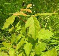 Acer griseum (Franch.) Pax – Photo: Andrea Moro 2006, Dryades TSB33721.jpg