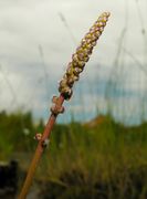 Triglochin maritimum L.