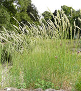 Habit of Melica ciliata L. subsp. ciliata (photo Andrea Moro 2008)