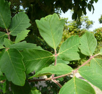 Acer griseum (Franch.) Pax – Photo: Andrea Moro 2008, Dryades TSB53437.jpg