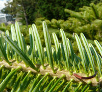 Abies firma Siebold & Zucc. – Photo: Andrea Moro 2008, Dryades TSB57032.jpg