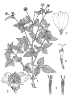 Linedrawing Bidens pilosa.gif