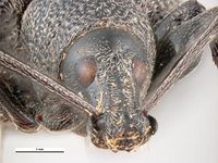 Otiorhynchus armadillo PaDIL135867a.jpg