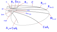 Phytomyzinae wing veins-2.svg