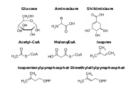 Abb1.26 CHEM Pilze Grundbausteine Naturstoffe 2022 (M. Piepenbring).svg