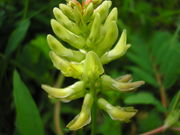 Astragalus glycyphyllos JuliaKruse 3.jpg